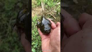 The Largest Tadpole in the World | Goliath #frog