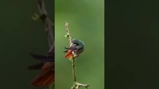 Rufous tailed hummingbird at Choco toucan reserve & bird Lodge in Ecuador #hummingbirds #colibri