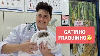 ATENDIMENTO DE UM FILHOTE DE GATO DOENTE E DESNUTRIDO