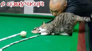 Funny Animal Videos 2024 - Funniest Dogs and Cats Videos #318