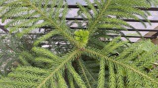 Indoor Care Tips For Growing Araucaria Plant | The Right Gardening