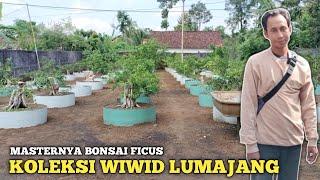 GUDANGNYA BONSAI FICUS BIG SIZE SUPER DAN MEWAH MAS WIWID LUMAJANG JAWA TIMUR