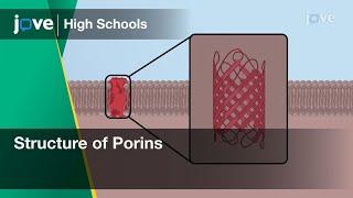 Structure of Porins | Cell Bio | Video Textbooks - Preview