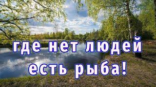 Весенняя Рыбалка с Берега РАБОТАЕТ Как МАГНИТ!