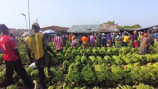 Largest Fresh ORGANIC Fruit Factory in Nigeria