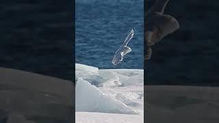 Snowy owls are silent hunters. #snowowl #owl #naturepbs #bird