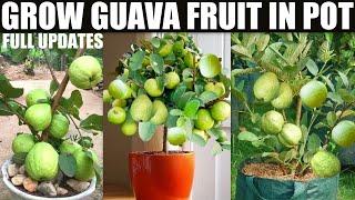How To Grow Guava Fruit in Pot | 15-18 KG FRUIT IN POT | FULL INFORMATION