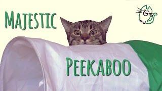 Cat's majestic stalking peekaboo