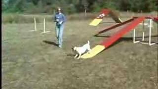 Dog Agility 101 - a Pawsitive Approach