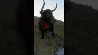 How Many .22 Rounds Will it Take to Kill a Yak in Call of the Wild?! #thehuntercotw #cotwgameplay