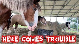 Horses at JL Ranch: NOT a Longhorn Lesterish Video
