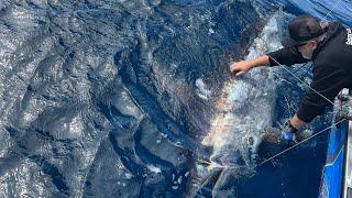 Biggest Swordfish We Have Ever Seen