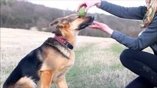 best dog training tips usa - learn to train the good dog way: the walk - dog training tips!