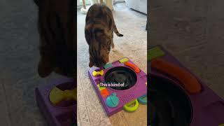 Can Cats Solve Level 3 Cat Toys?  | The Pack