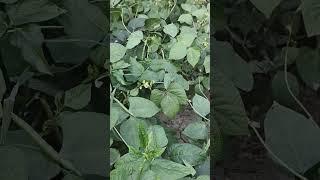 mung ki kheti kaise karein #agriculture #agriduniya #farming #mung #plants #agrigyan #indianfarmer