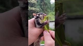 Xiaomi Flying Squirrel Pet Store .eating cute