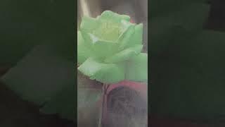 WHY DID THE ROSE SPREAD THE FRAGRANCE ??? ( English )