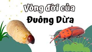 Vòng Đời Của Đuông Dừa Bao Nhiêu Ngày? Cùng Khám Phá Nhé!