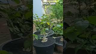 inspirasi bonsai waru