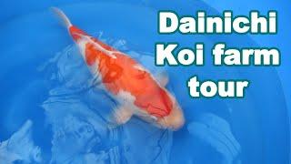 Dainichi Koi Farm Japan tour and beautiful Kohaku