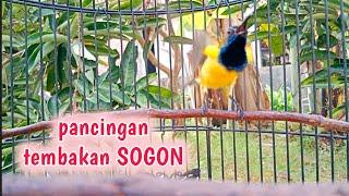 PANCINGAN TEMBAKAN SOGON LANGSUNG RESPON  #sogongacor #sogon #tembakansogon #sogokontonggacorngleper