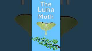 The Luna Moth