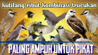 kutilang ribut kombinasi trucukan ribut pikat semua burung paling ampuh durasi panjang 1 jam