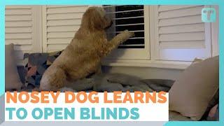 Nosey Dog Learns To Open Blinds To Spy On Neighbors