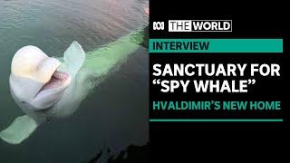 Beluga Whale turned suspected Russian spy to be moved to safer waters | The World