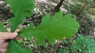 Quercus macrocarpa