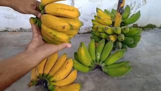 PISANG RAJA BULU ( Raja Sajen ) Hasil Panen dari Kebun Belakang | Indonesian Banana