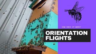 How Does It Work? - Orientation Flights | Bees