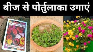 Portulaca बीज से उगायें मार्च मे । Portulaca from seeds how to grow in February - March - April