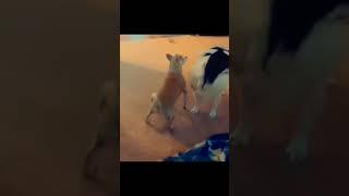 Funny #best #reels #shorts #funny #dog #dance #epic #fail RB Memes Edit