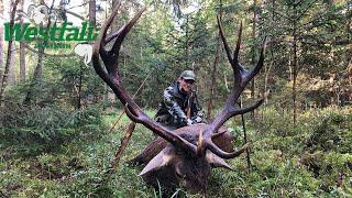 Record Stags in Belarus