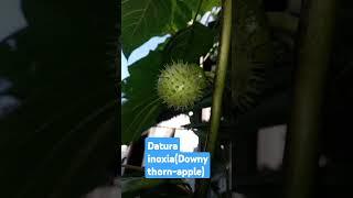 Datura inoxia(Downy thorn-apple)#plants #nature #tree #saport