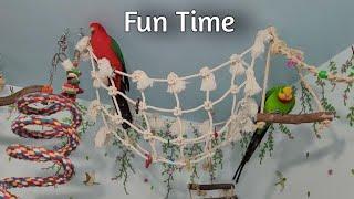 Watch My PARROTS Enjoy Enrichment and Independent Play in their Bird Room