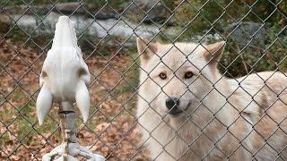 Wolves Meet Spooky Howling Wolf Skeleton