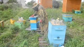 Мед в сотах