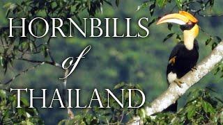  Hornbills of Thailand Documentary |Nature| Wildlife |Birds |Nathalie’s World