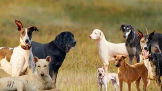 10 Indian Dog Breeds You Need To Know About