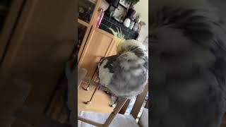 Cockatiel having a wash