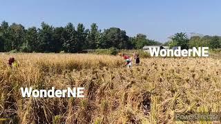 Rice field Stock Footage 1 | Royalty Free Videos | Agriculture copyright free videos| WonderNE Films