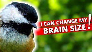 5 Awesome Chickadee Abilities