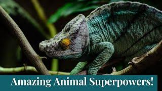 Top 10 Amazing Animal Superpowers Kids Won't Believe| Fun Facts About Animals for Kids