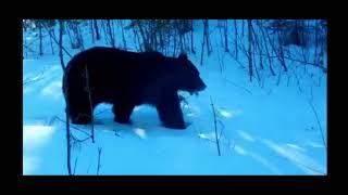 Monsters of Russia.  Huge Siberian tiger and Ussuri brown bear.