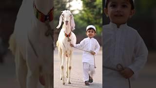 Baakraeid nazam #bakra #bakaraeid #bakraeidspecial #qurbanicollection