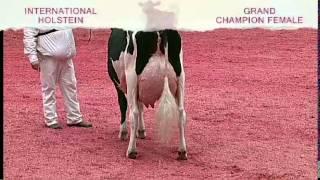 International Holstein Show - Grand Champion Female