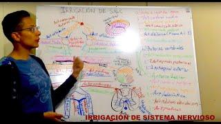 Irrigación de Sistema Nervioso Central