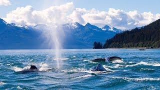 Whale Watching Boat Tour in Juneau, Alaska